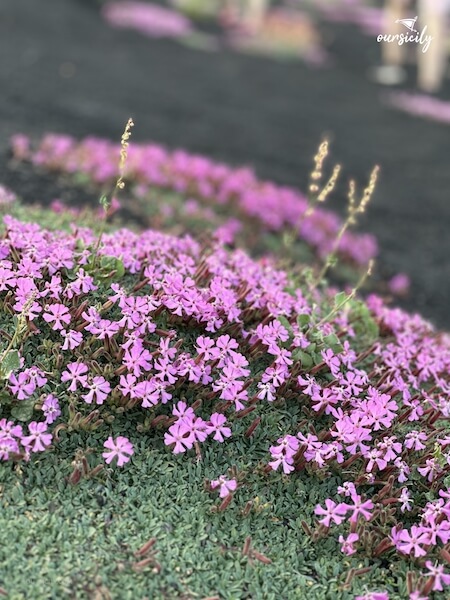 Saponaria dell'Etna